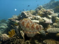 Turtle at the Great Barrier Reef, QLD Australia. Taken with Panasonic FT3 in Ikelite housing. No flash or strobes used.