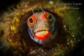 Funny Blenny, Acapulco Mexico
