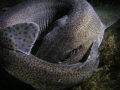 this was a night dive on the south coast at selsey. fantastic shore dive and really clear too. this dogfish wasnt really happy at being disturbed and curled up right in front of me, giving me the evil eye. hope you like it.