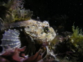 sea scorpian i believe, night dive at selsey