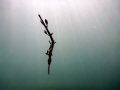 Weedy Sea Dragon taken at Finders Pier.