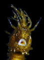 smile seahorse - canon g11, macro lens +10