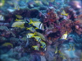 A Blend of fishes off Ft Lauderdale Florida ... Yes there is still some great corals left !