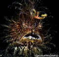 Hairy Frog Fish