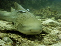 Leopard (Zebra) Shark