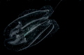 Comb jelly