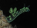 Nembrotha Cristata,