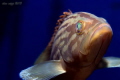 Very friendly yellow patched grouper.