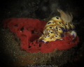 RISBECIA TRYONI with eggs..!