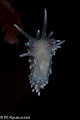 Cuthona concinna. Floating free in the water.
Water temperature zero deg C.
Canon 40D, Sigma 105 mm, Subsee +5, 2xInon 220Z
1/250 sek, f/29, ISO 100