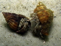 f5.6. 1/160. ISO 50. Internal strobe. Each of them was less than 1 cm, but they were not keeping close as usual but were demonstrating their nippers. It seems to me they were looking at me so severe...