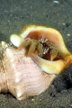 Curious hermit crab on a silty bottom