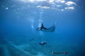 manta diver