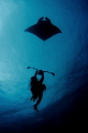 Blue Flight