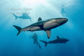 Shark with Photographer and siluets, Gardens of the Queen