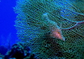 Juvenile File Fish on Fan Coral
