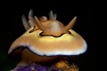 Chromodoris Coi