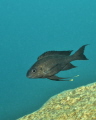 Featherfin cichlids from Lake Tanganyika have an interesting mating behaviour. The female lays eggs and picks them up in her mouth. When she tries to pick up the tips of the male's ventral fins, which look similar to eggs, the male releases the sperm