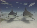 HOLDING FINS...!!!