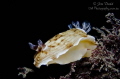 Aphelodoris varia @ Fly Point, NSW, Australia. One of the most common nudi's in the area.