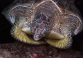 Green turtle
