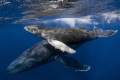 A humpback whale and her calf