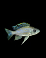 Featherfin cichlid fish (Aulonocranus dewindtii) in Lake Tanganyika at night