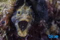 Secretary Blenny at 25 feet on Chacachacare island, Trinidad. Taken with Nikon D7000 | Dual Ikelite DS161 | Nikon 60mm Macro | Polaroid 36mm Ext. Tube | Kenko N-AF 1.4X Teleplus teleconverter.