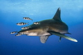 Longimanus