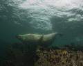 A seal scratches itself against a rock .
The picture was taken in the Farn Islands in the UK