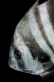 Pretty Face of a batfish