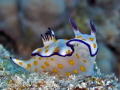 Hypselodoris ghardaqana

Sea&Sea DX-1G, Settings: f6.3, 1/80, ISO 200