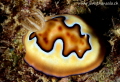 Chromodoris Coi