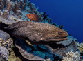 Giant Moray Eel (Gymnothorax javanicus)

Sea&Sea DX-1G, Settings: f4.1, 1/60, ISO 100