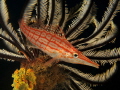 A longnose hawkfish in its favourite spot.