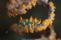Dragon Shrimp on the Whip Coral.