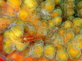 Goby
