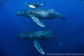 An escort male pursues a momma and calf humpback whale. It only took a day before momma decided he didn't fit the bill. We found the momma and calf the next morning without the boyfriend.