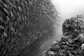 baitball of sardines on the edge of 