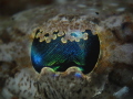 Crocodile Fish Eye