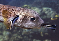 Porcupinefish
first in - first out, fish logistic
Bunaken,Sulawesi,Indoneesia, Bunaken Island, 
www.bunakenhans.com
Nikon D 300 S, Micro 60, 1/125 ,f 18, iso 200 in Kinetics
sea&sea  YS- d1
