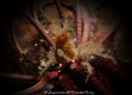 Rare and Super Macro crab
