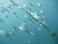 Taken on the way up at the end of the dive using a compact camera with wide angle lens