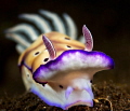 Risbecia tryoni