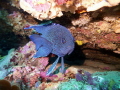 I photographed this Blue Devil just outside the Port Phillip Heads (Melbourne). I have a basic digital camera, Panasonic FT3, and used my dive torch for extra lighting.