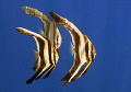 Batfish
Bunaken,Sulawesi,Indonesia, Bunaken Island, 
Nikon D 300 S, Micro 60, 1/320 ,f 6,3, iso 800 in Kinetics
no strobe or flash, natural lighting