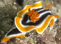 Magnificent Chromodoris
Brand new camera - first Nudi picture!