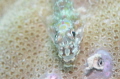 first +5 nauticam diopter pic using nikon 105 macro f20/ 250 iso200