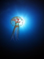 Pelagia noctiluca