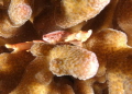 Guard crab up close. 
Captured on Great Barrier Reef - Ellison Reef
Approx. 10m depth
